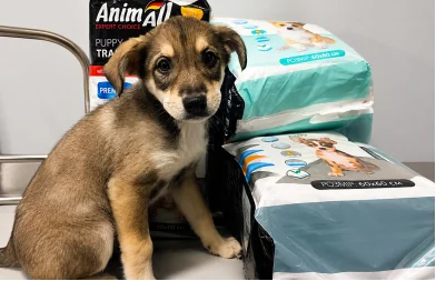 Together for Life: How AnimAll Supports Animals in Frontline Regions