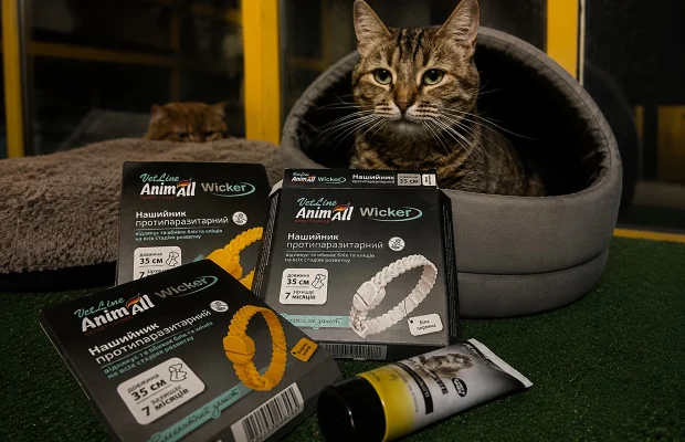 Together for Life: How AnimAll Supports Animals in Frontline Regions