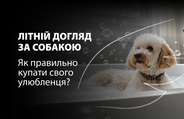 Як правильно мити собаку влітку: поради та засоби для догляду