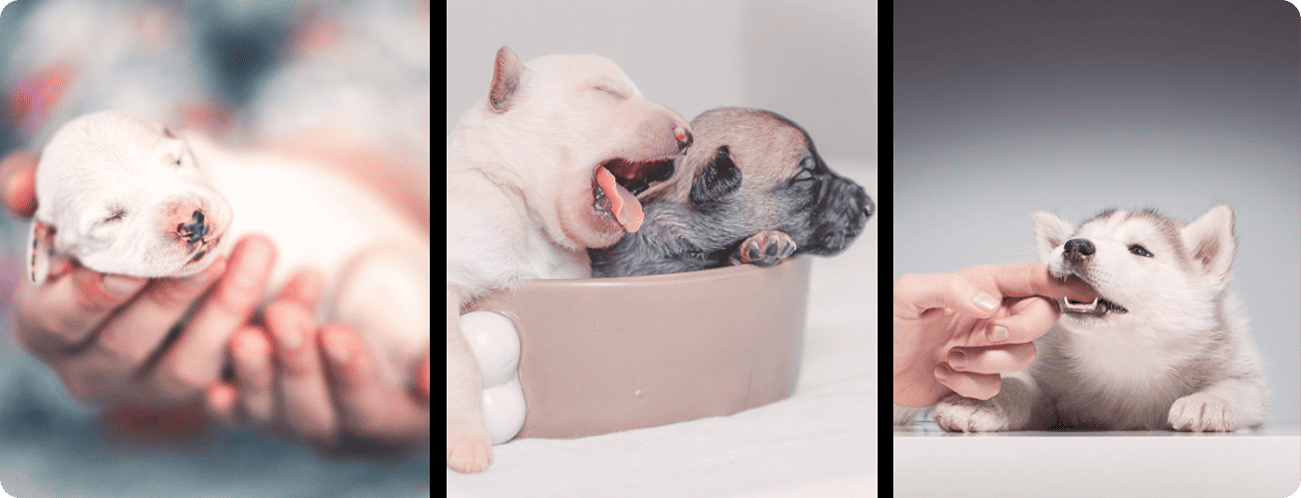 Сертифікат