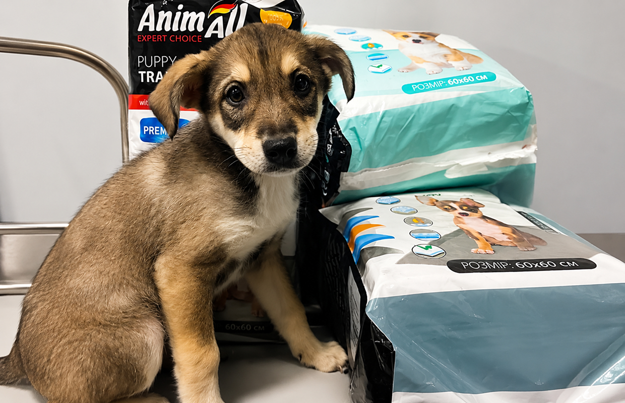 Together for Life: How AnimAll Supports Animals in Frontline Regions